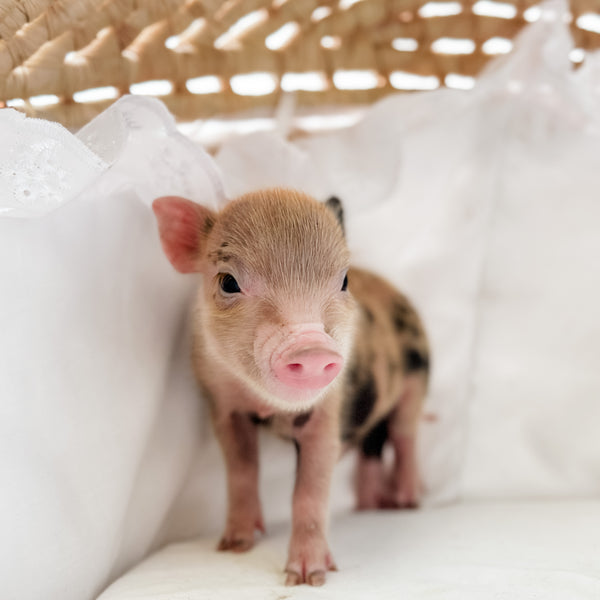 XXS - 08-26-23 - Grit - Male - Juliana Mini Pig