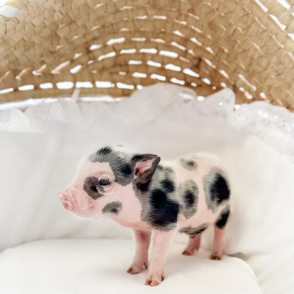 XXS - 08-05-23 - Fletcher - Male - Juliana Mini Pig