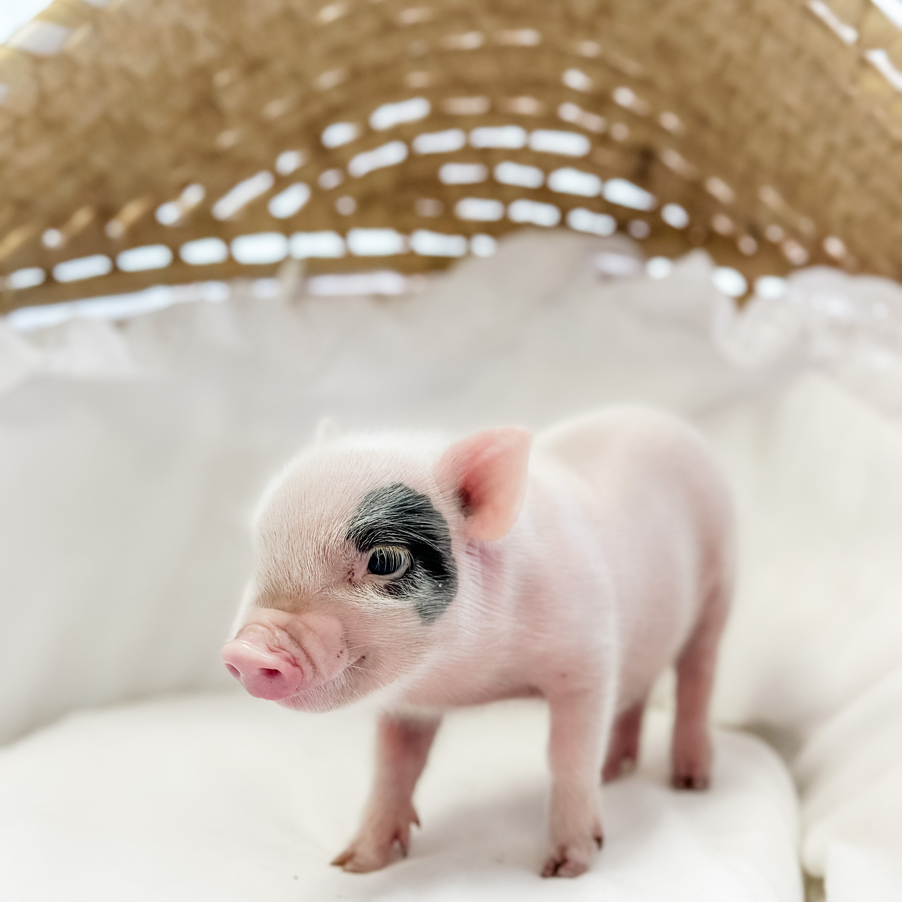 XXS - 08-05-23 - Sebastian - Male - Juliana Mini Pig