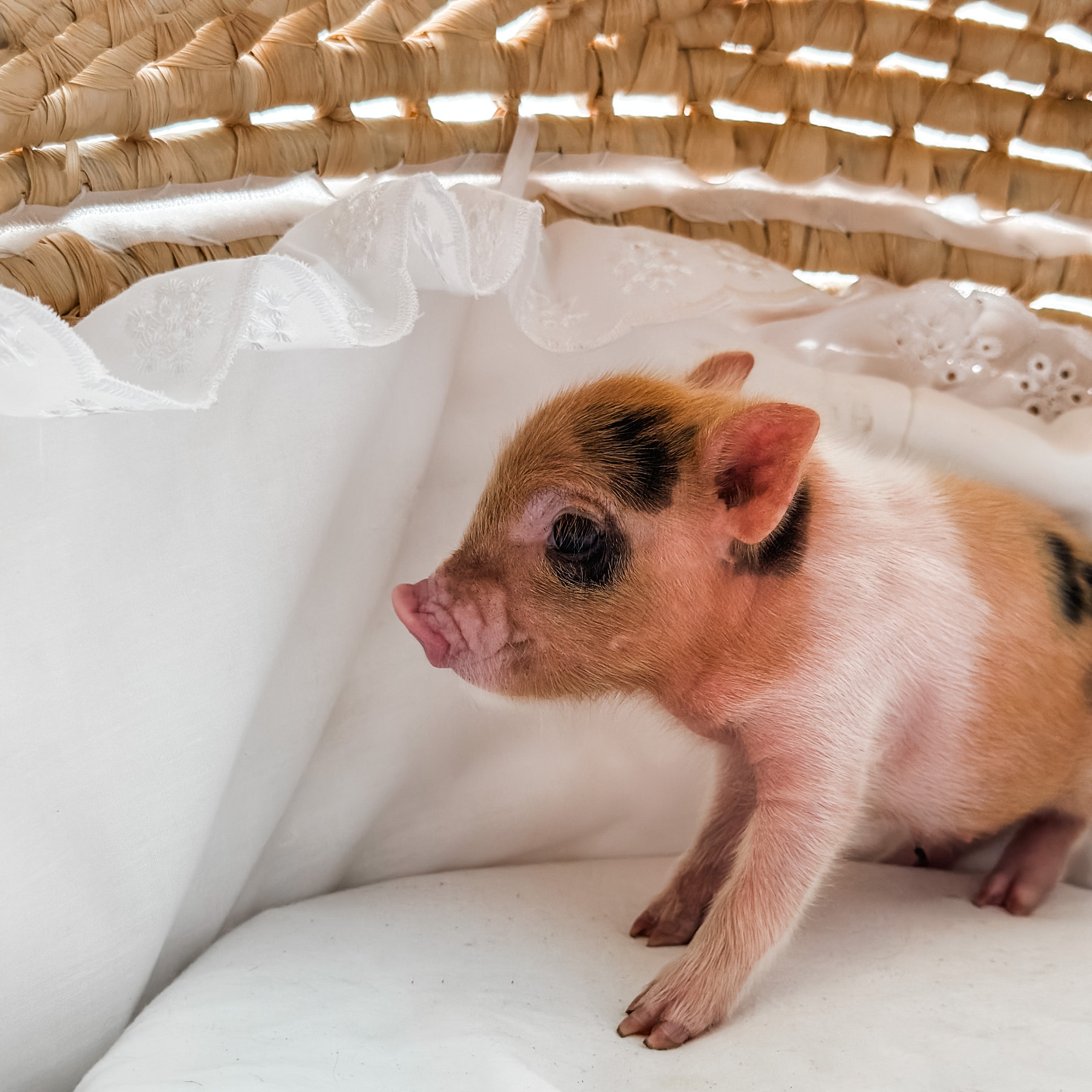 BR XXS - 08-26-23 - Maddie - Female - Juliana Mini Pig