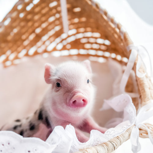 04-12-25 - Baby Buttermilk - Male - Juliana x American Mini Pig