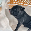 04-12-25 - Queen Biscuit  - Female - Juliana x American Mini Pig