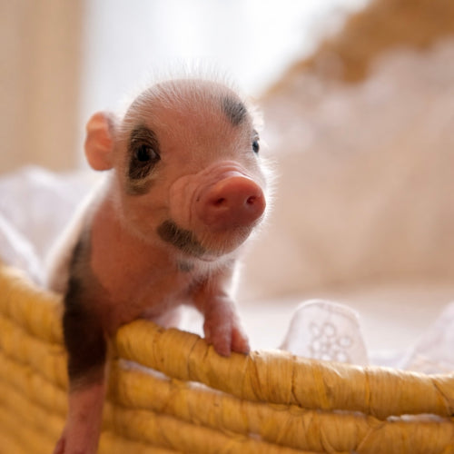 03-21-26 -Digby - Male - Juliana Mini Pig