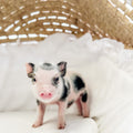 XXS - 08-05-23 - Fletcher - Male - Juliana Mini Pig