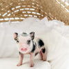 XXS - 08-05-23 - Fletcher - Male - Juliana Mini Pig