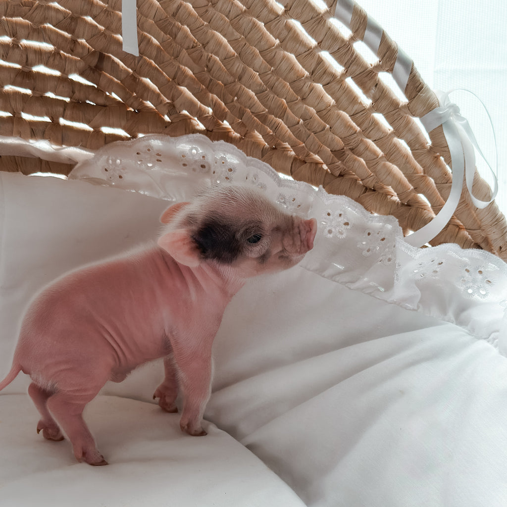 *Can go home now* XXS - 11-02-24 - Captian Crumpet - Male - Juliana Mini Pig