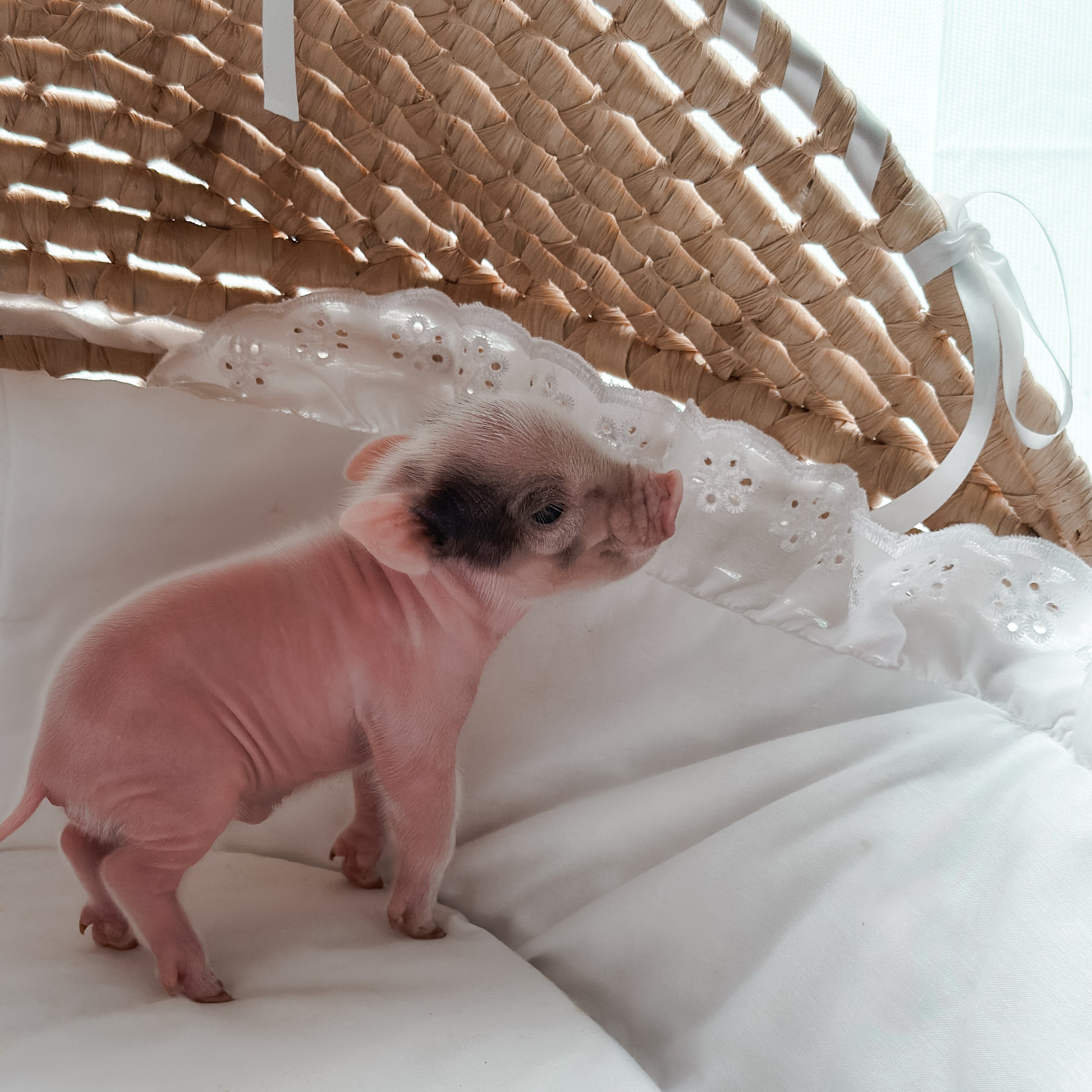 *Can go home now* XXS - 11-02-24 - Captian Crumpet - Male - Juliana Mini Pig