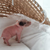 *Can go home now* XXS - 11-02-24 - Captian Crumpet - Male - Juliana Mini Pig