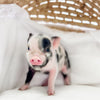 XXS - 01-16-25 - Major Milkshake - Male - Juliana Mini Pig