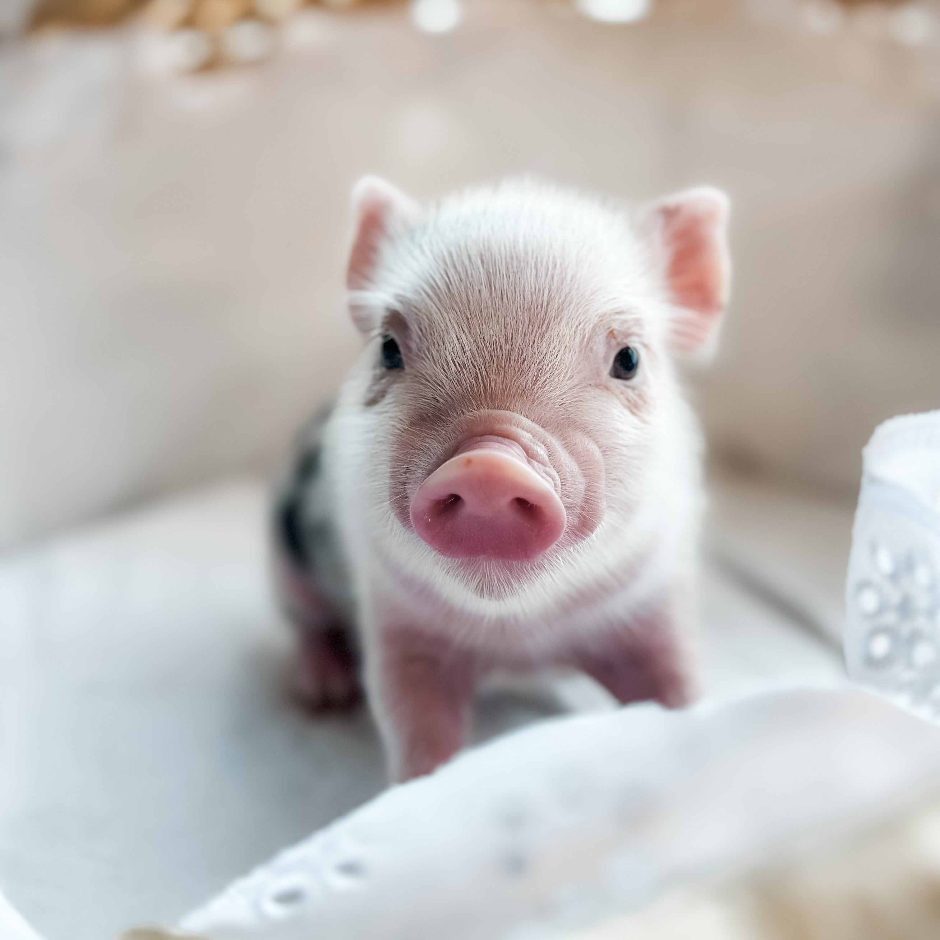 04-12-25 - Baby Buttermilk - Male - Juliana x American Mini Pig