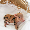 XXS - 08-26-23 - Grit - Male - Juliana Mini Pig