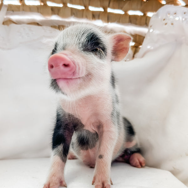 XXS - 08-26-23 - Izzy - Female - Juliana Mini Pig