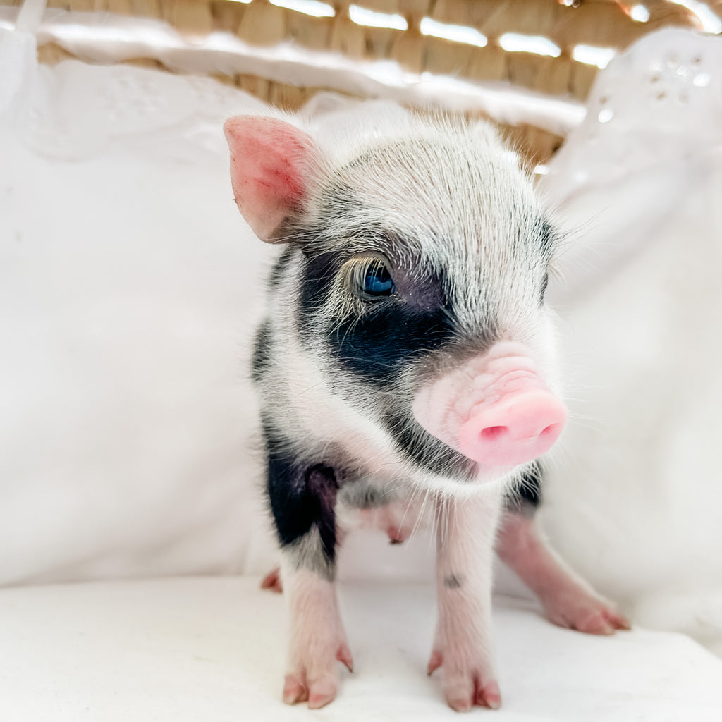 XXS - 08-26-23 - Izzy - Female - Juliana Mini Pig
