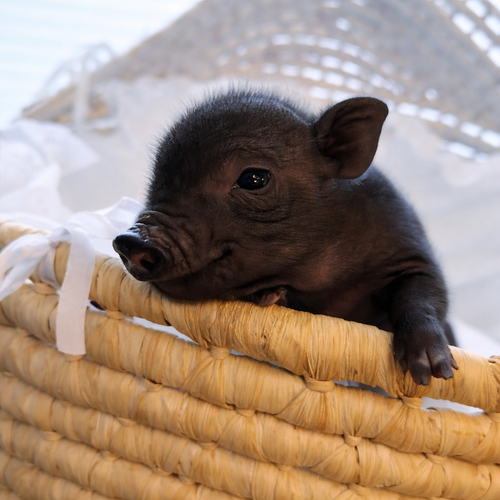 03-19-26 - Pip - Male - Juliana Mini X American Mini