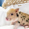BR - XXS - 08-05-23 - Gabriel - Male - Juliana Mini Pig