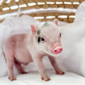 XXS - 08-26-23 -Boss - Male - Juliana Mini Pig
