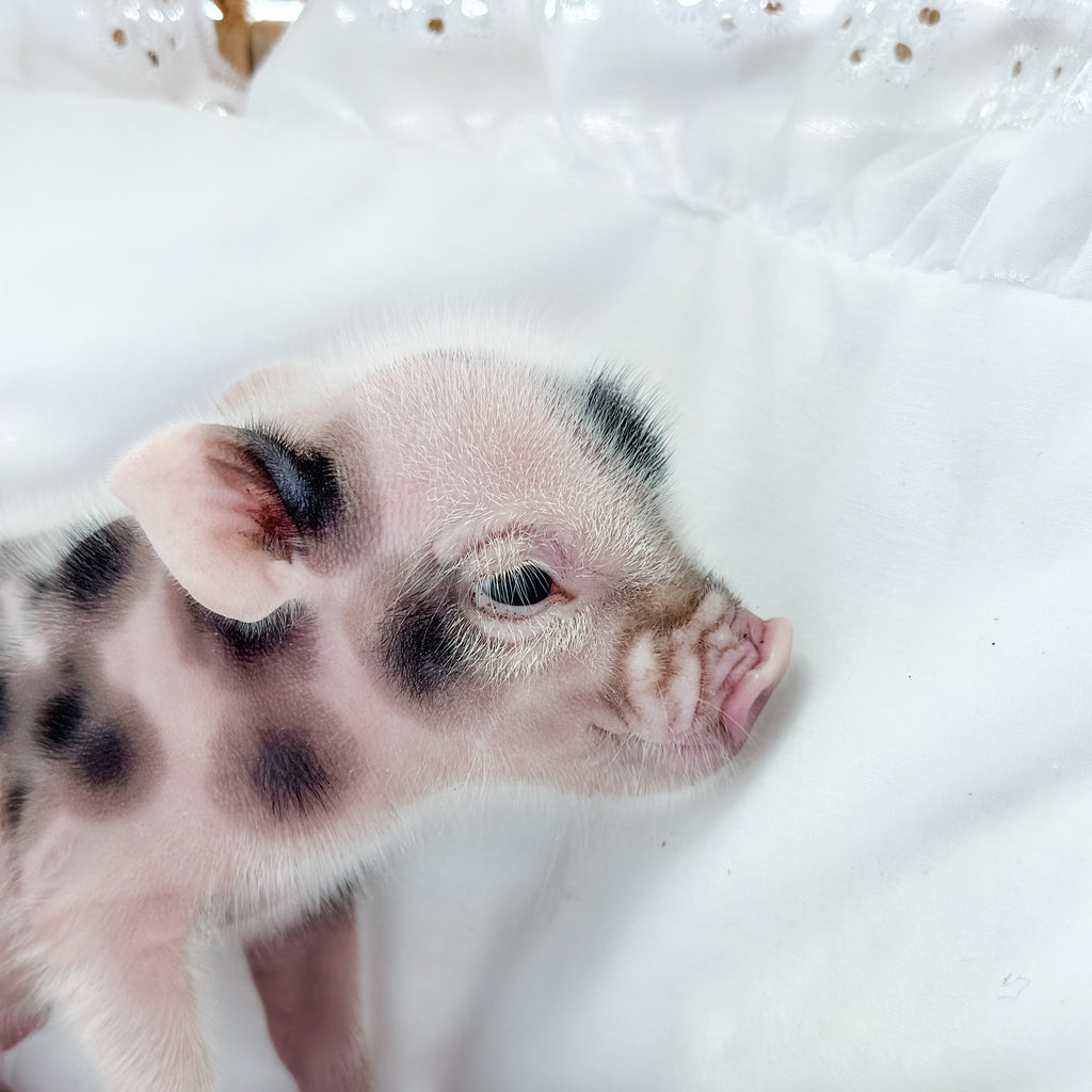 XXS - 11-02-24 - King Croissant - Male - Juliana Mini Pig
