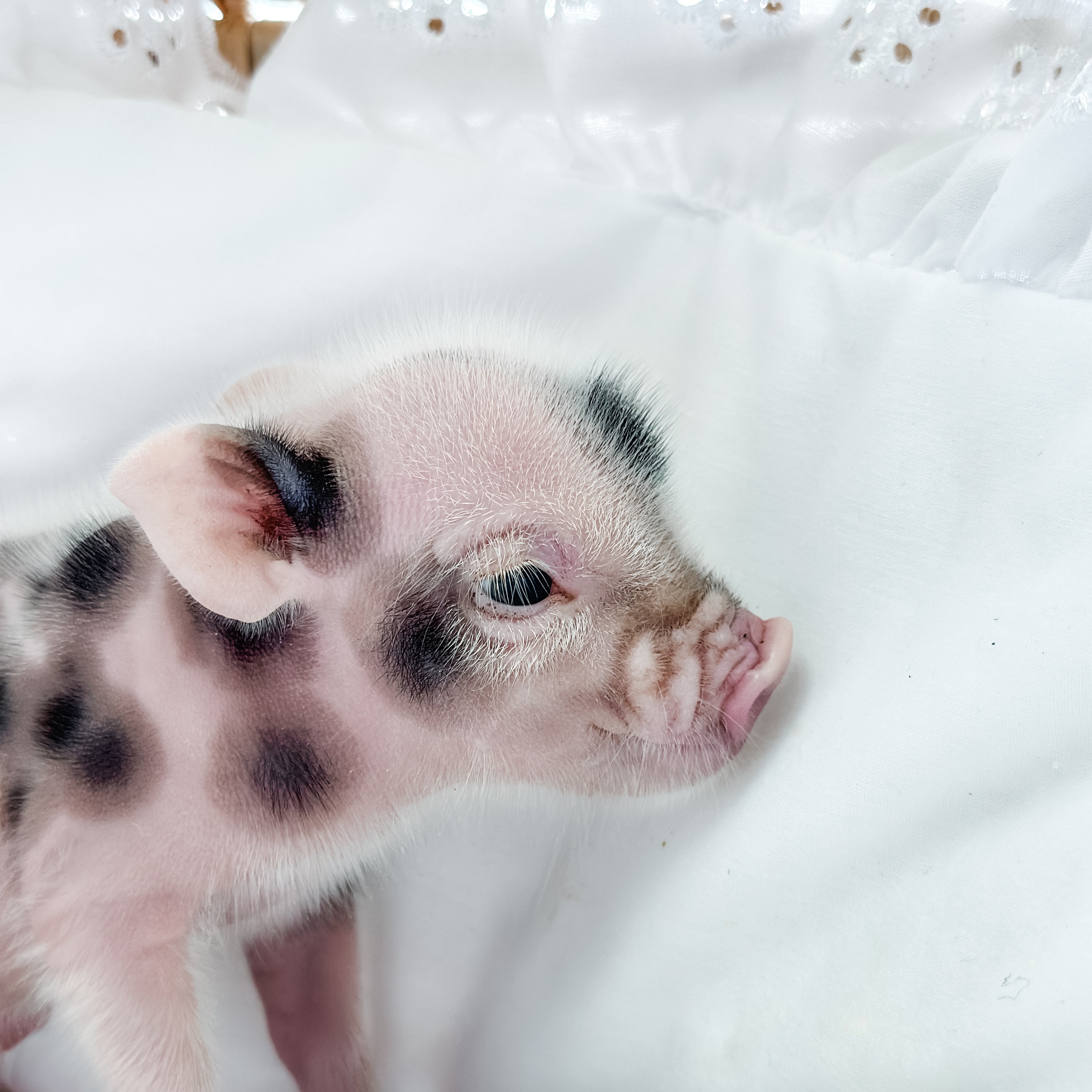 XXS - 11-02-24 - King Croissant - Male - Juliana Mini Pig