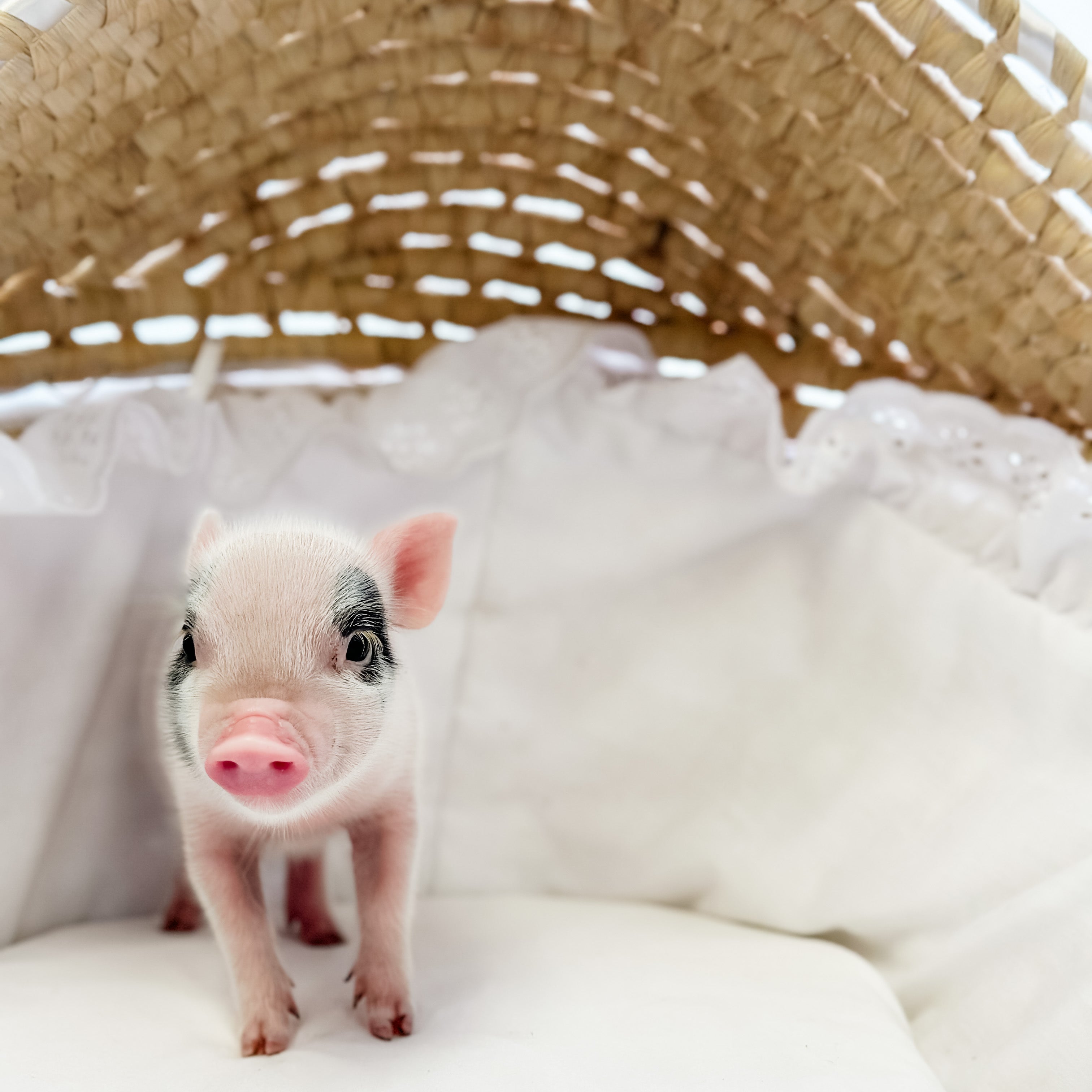 XXS - 08-05-23 - Sebastian - Male - Juliana Mini Pig