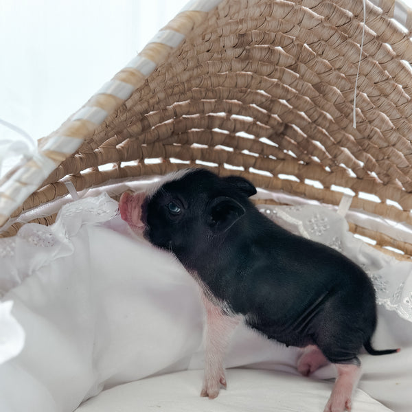 BLUE EYE XXS - 11-03-24 - Lady Bonbon - Female - Juliana Mini Pig