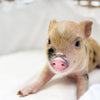 BR - XXS - 08-05-23 - Gabriel - Male - Juliana Mini Pig