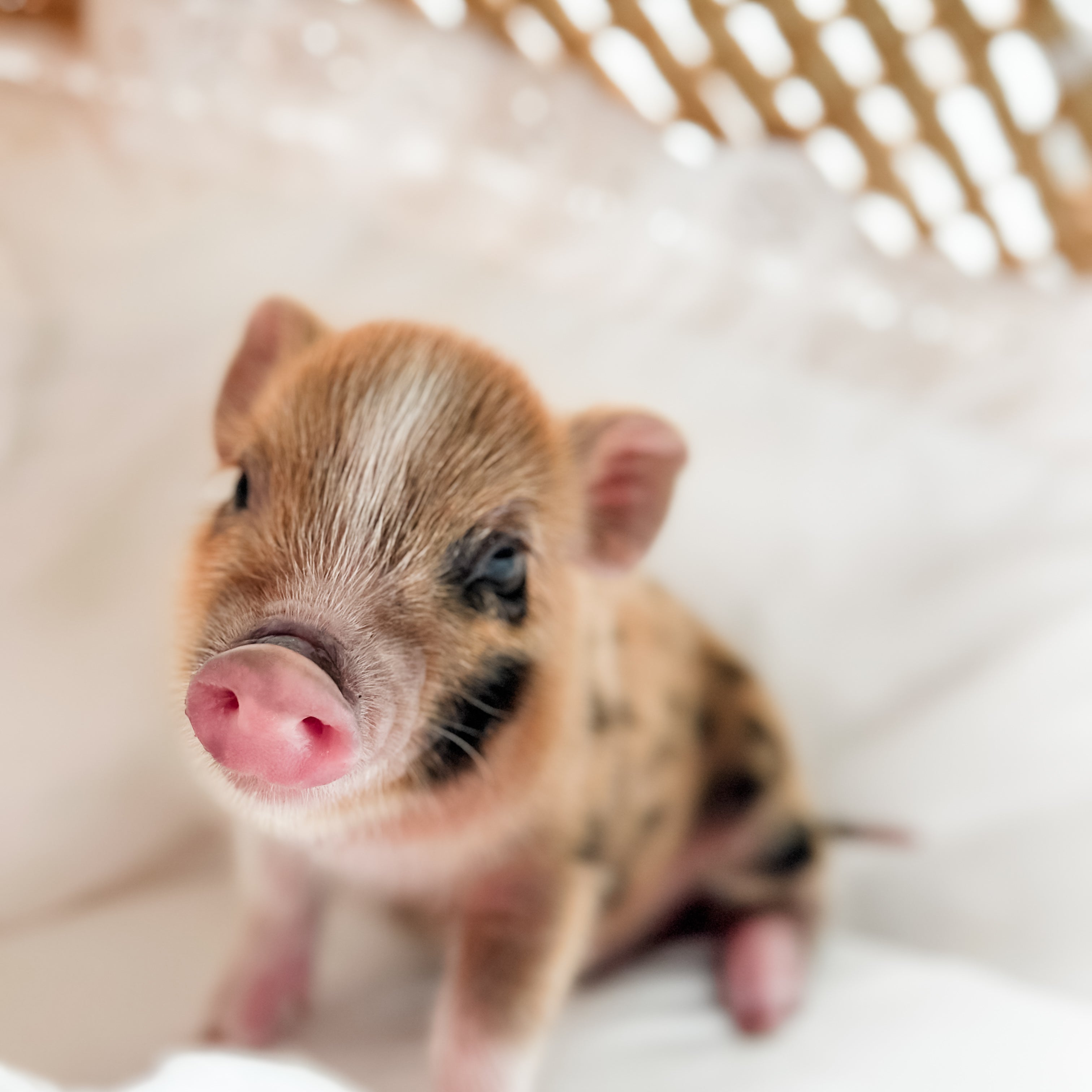 XXS - 11-02-24 - King Caramel - Male - Juliana Mini Pig
