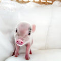 XXS - 11-02-24 - Princess Doughnut - Female - Juliana Mini Pig
