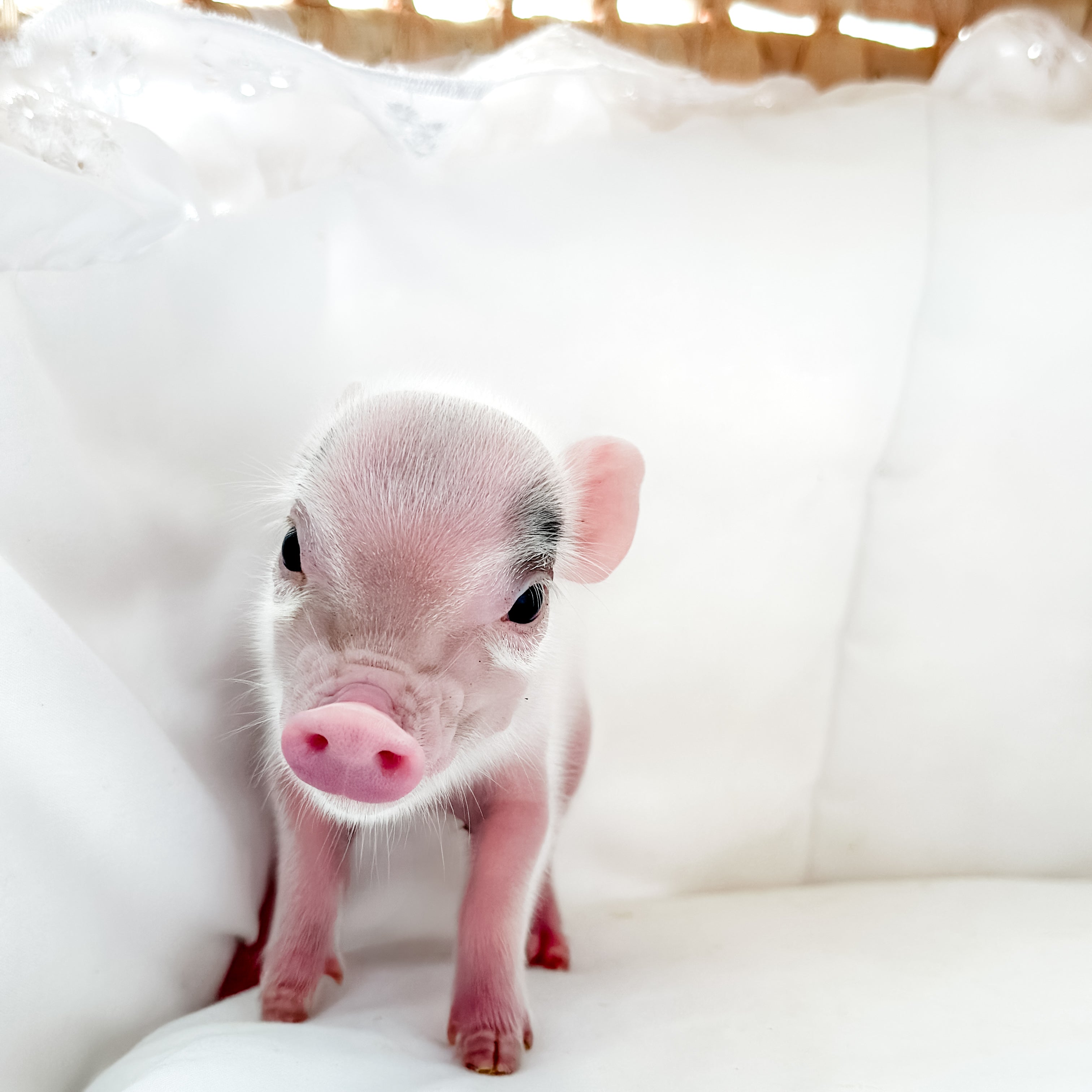 XXS - 11-02-24 - Princess Doughnut - Female - Juliana Mini Pig