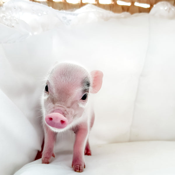 XXS - 11-02-24 - Princess Doughnut - Female - Juliana Mini Pig