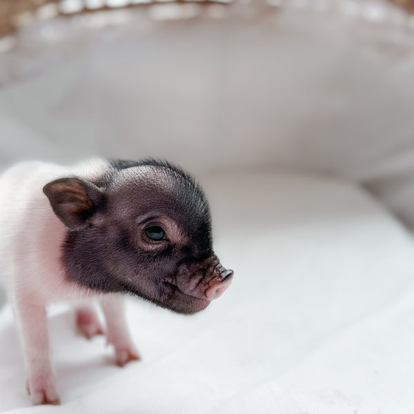 XXS - 11-03-24 - Prince Popcorn- Male - Juliana Mini Pig