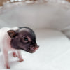 XXS - 11-03-24 - Prince Popcorn- Male - Juliana Mini Pig