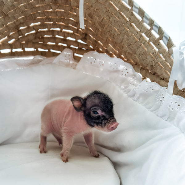 *Can go home now* XXS - 11-03-24 - Captain Cupcake- Male - Juliana Mini Pig