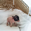*Can go home now* XXS - 11-03-24 - Captain Cupcake- Male - Juliana Mini Pig