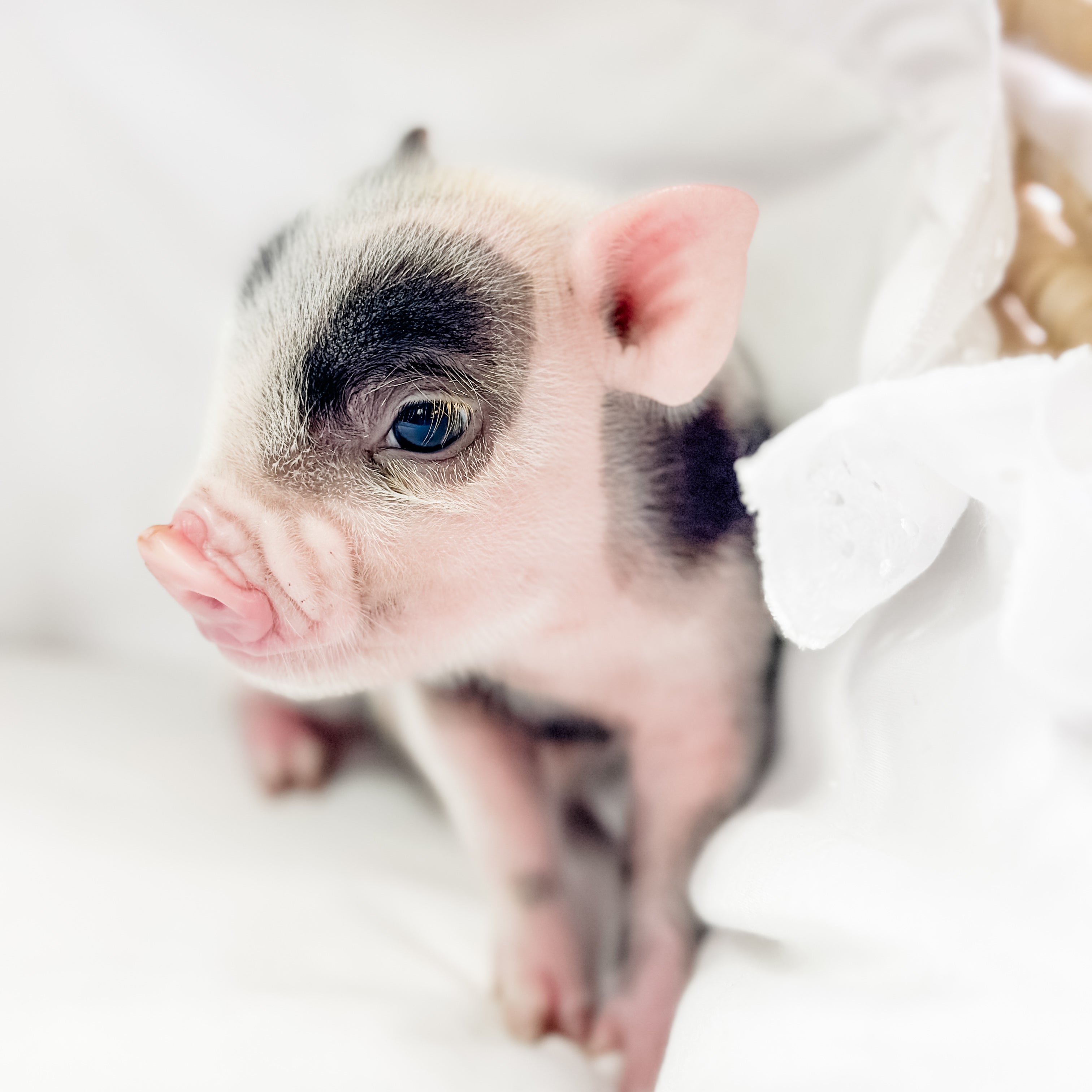 XXS - 01-16-25 - Professor Licorice - Male - Juliana Mini Pig