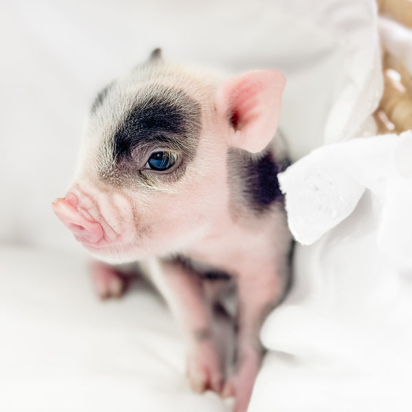 XXS - 01-16-25 - Professor Licorice - Male - Juliana Mini Pig
