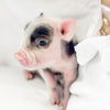 XXS - 01-16-25 - Professor Licorice - Male - Juliana Mini Pig