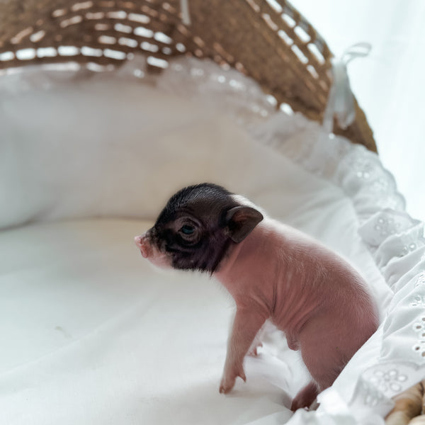 *Can go home now* XXS - 11-03-24 - Captain Cupcake- Male - Juliana Mini Pig
