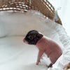 *Can go home now* XXS - 11-03-24 - Captain Cupcake- Male - Juliana Mini Pig