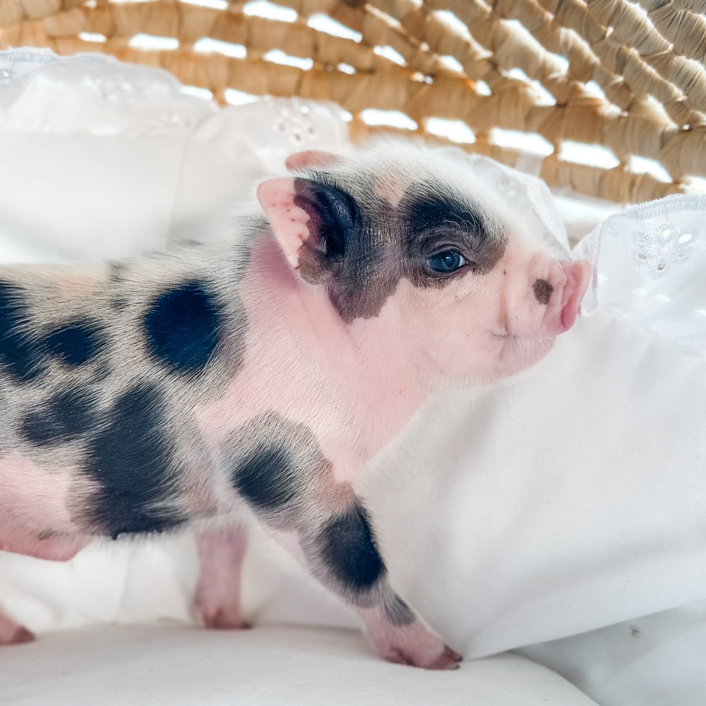 04-12-25 - King Snuffles - Male - Juliana x American Mini Pig