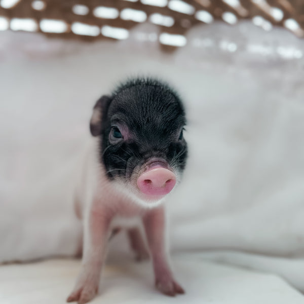 *Can go home now* XXS - 11-03-24 - Captain Cupcake- Male - Juliana Mini Pig