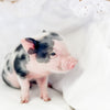 XXS - 08-05-23 - Fletcher - Male - Juliana Mini Pig