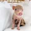 XXS - 08-26-23 - Grit - Male - Juliana Mini Pig