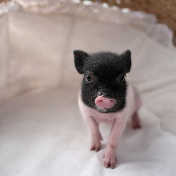 12-26-25- Lady Sugarplum - Female - Juliana x American Mini Pig