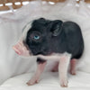 BLUE EYE XXS - 11-03-24 - Lady Bonbon - Female - Juliana Mini Pig