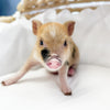 BR - XXS - 08-05-23 - Gabriel - Male - Juliana Mini Pig