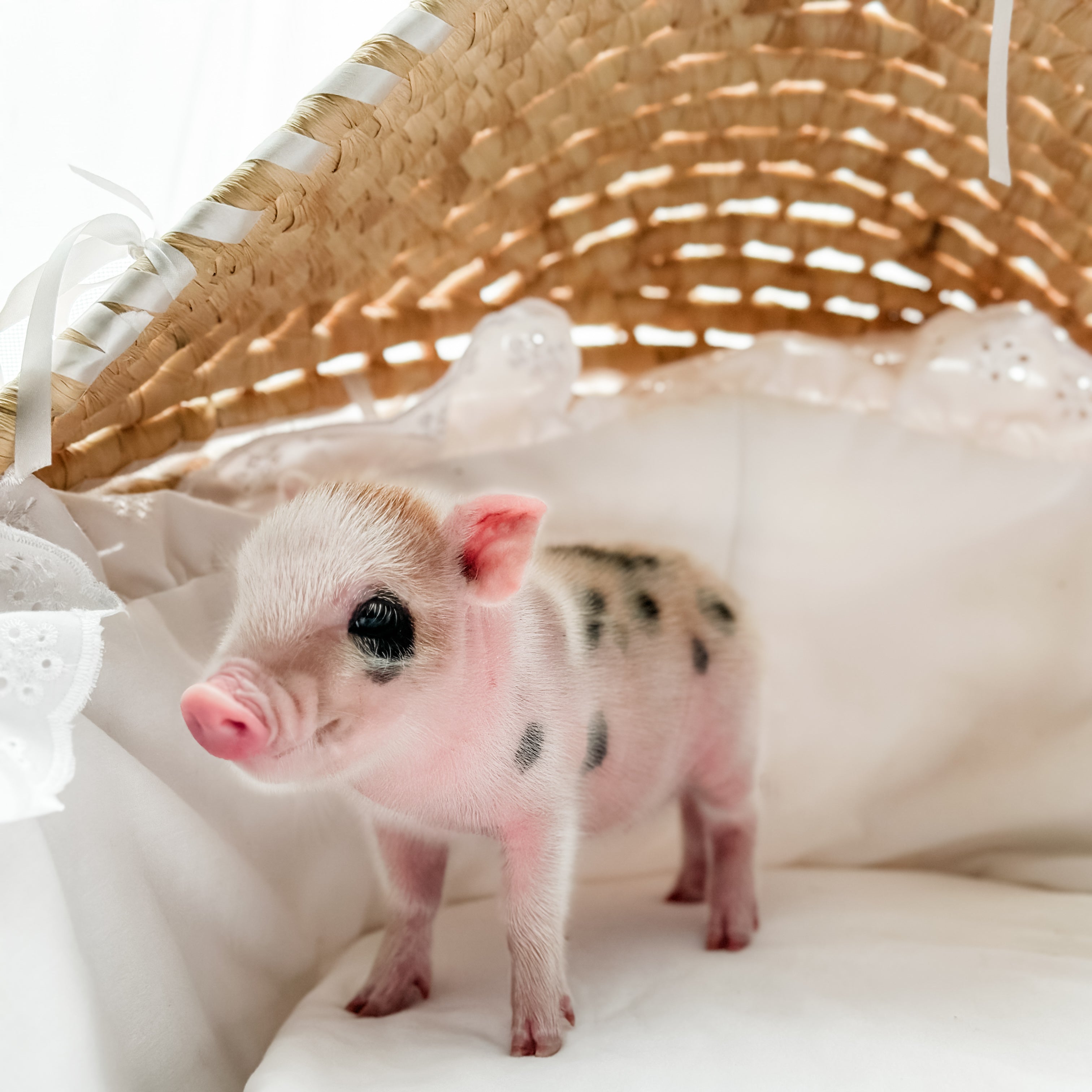 XXS - 11-02-24 - Empress Éclair - Female - Juliana Mini Pig