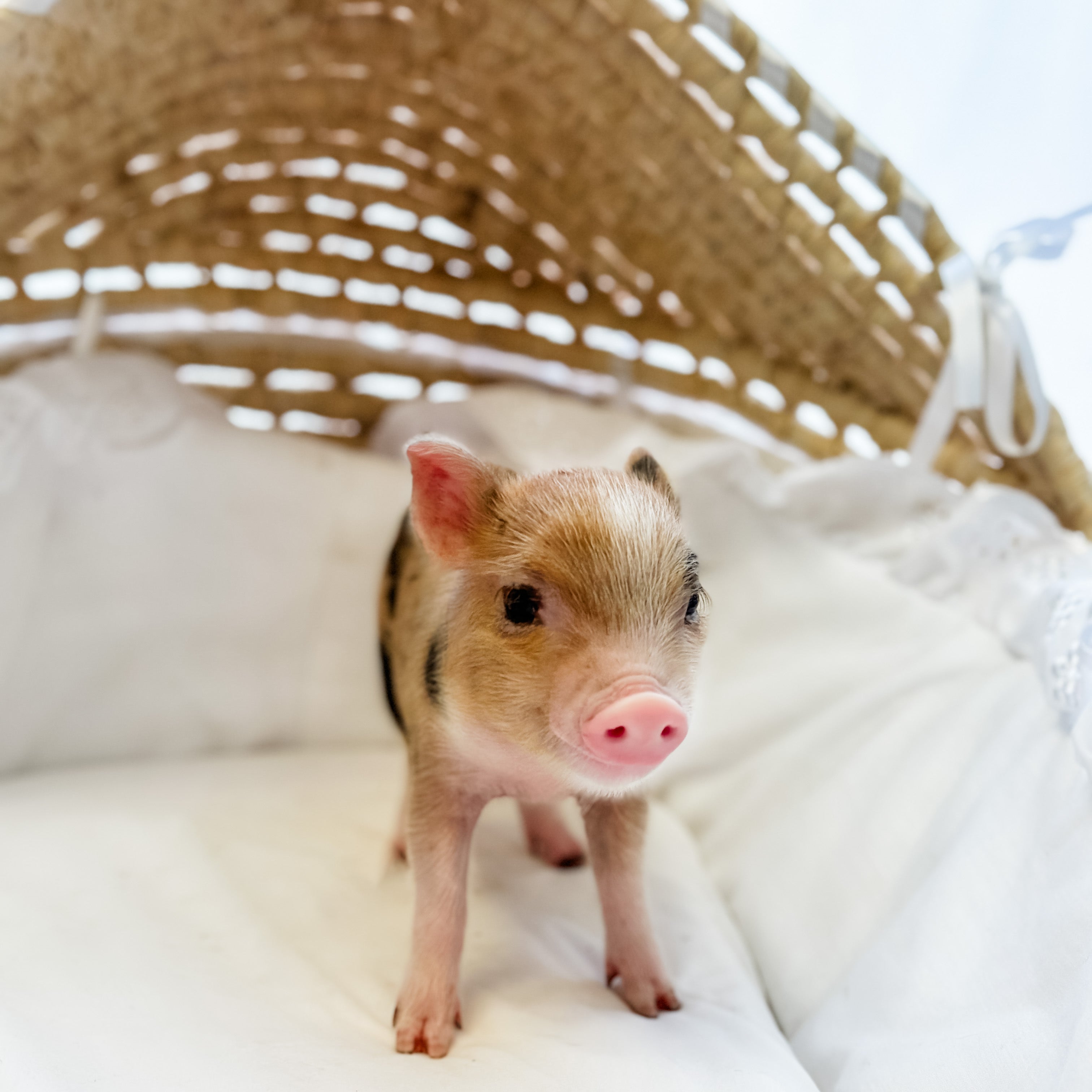 XXS - 08-05-23 - Noah - Male - Juliana Mini Pig