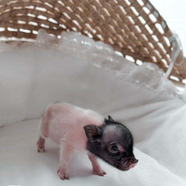 XXS - 11-03-24 - Prince Popcorn- Male - Juliana Mini Pig