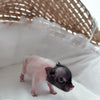 XXS - 11-03-24 - Prince Popcorn- Male - Juliana Mini Pig