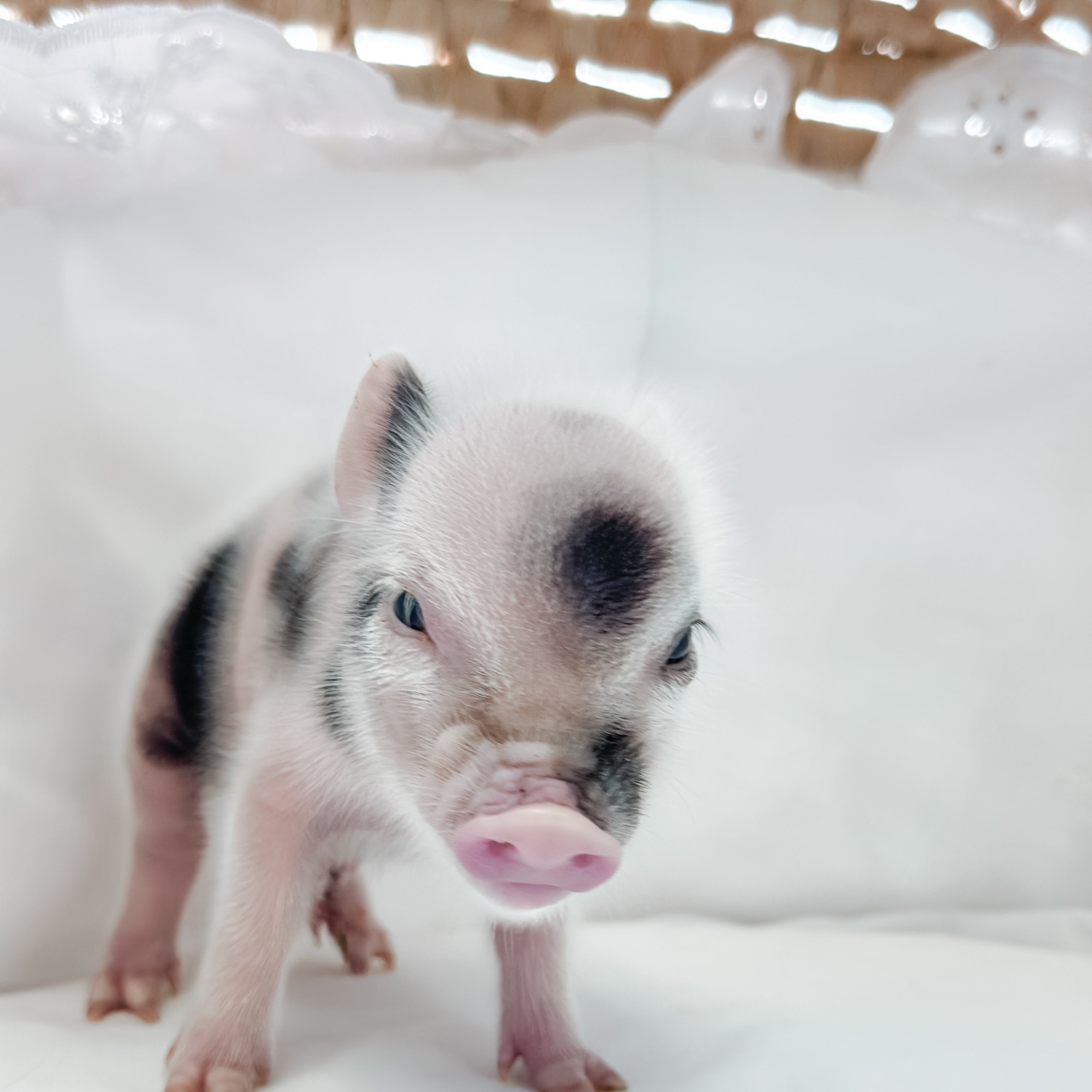 XXS - 11-02-24 - King Croissant - Male - Juliana Mini Pig
